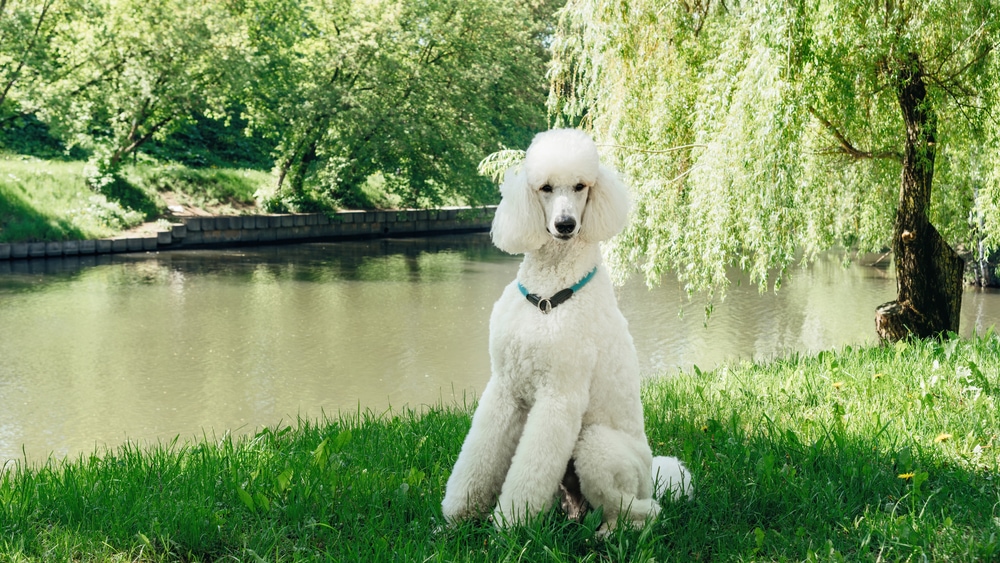 12 Dog Breeds That Look Like Poodles (With Info & Pictures)