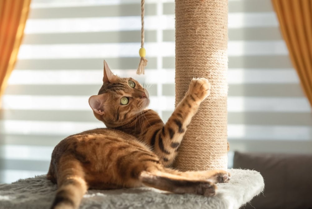 7 Best Tall Cat Scratching Posts in 2026: Reviews & Top Picks