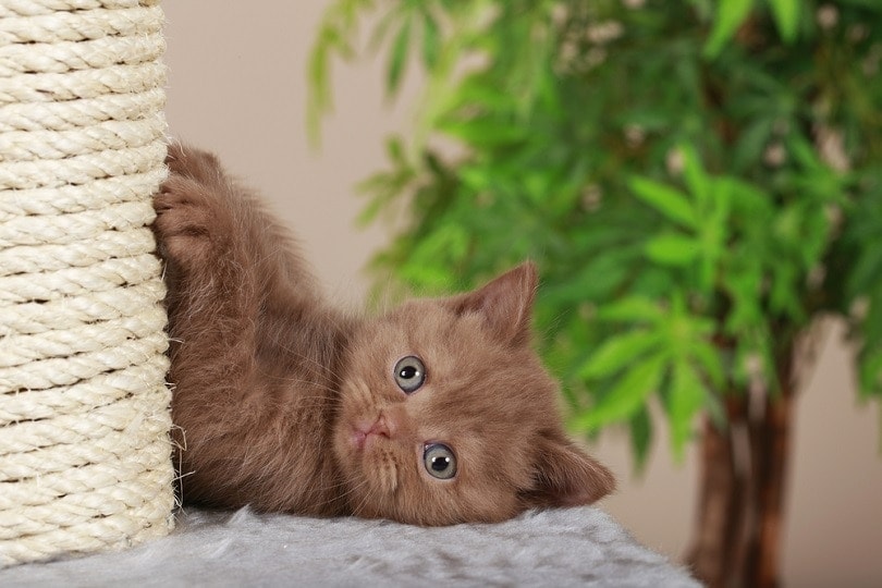 What's the Greatest Kind of Rope for Cat Scratching Posts? (Facts & FAQ)