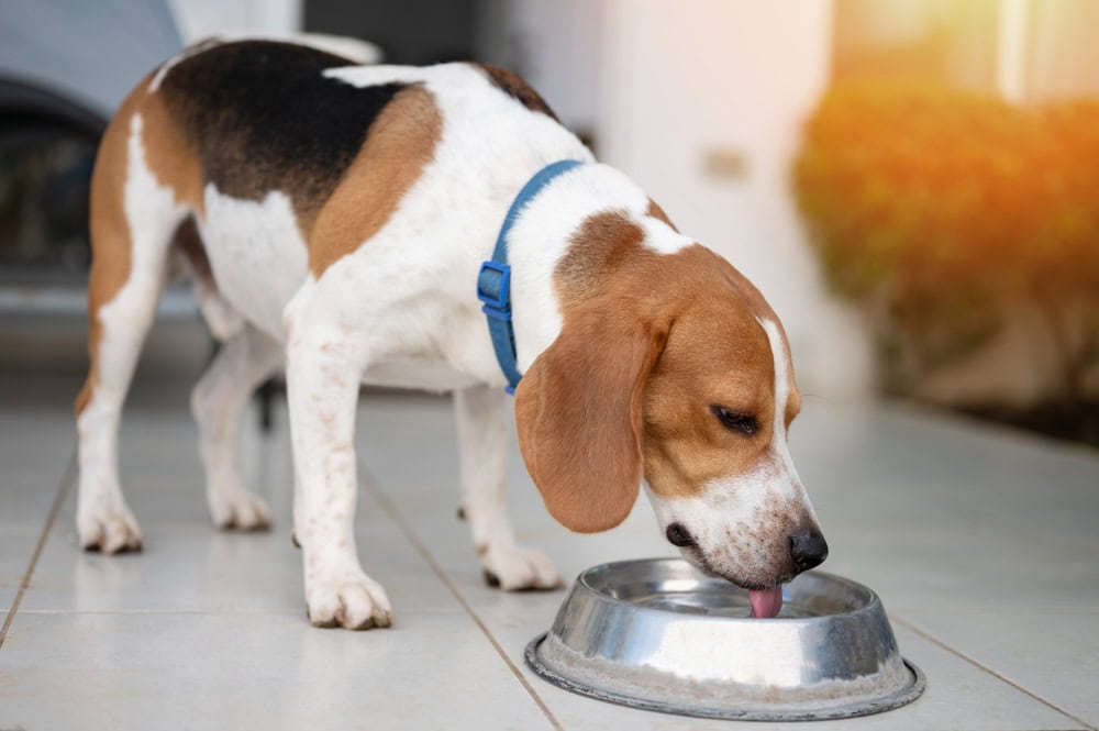 10 Best Dog Water Bowls of 2026 - Reviews & Top Picks
