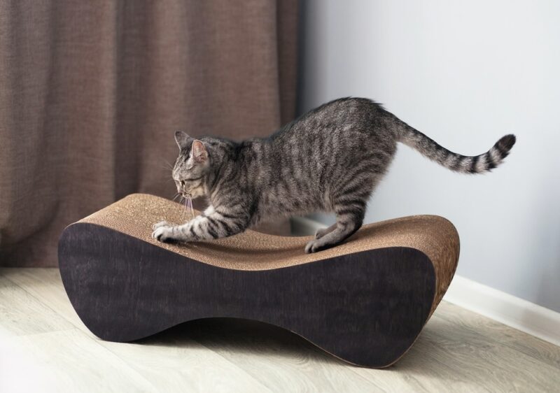 Do Cat Scratchers Dull or Sharpen Nails? Facts & FAQ