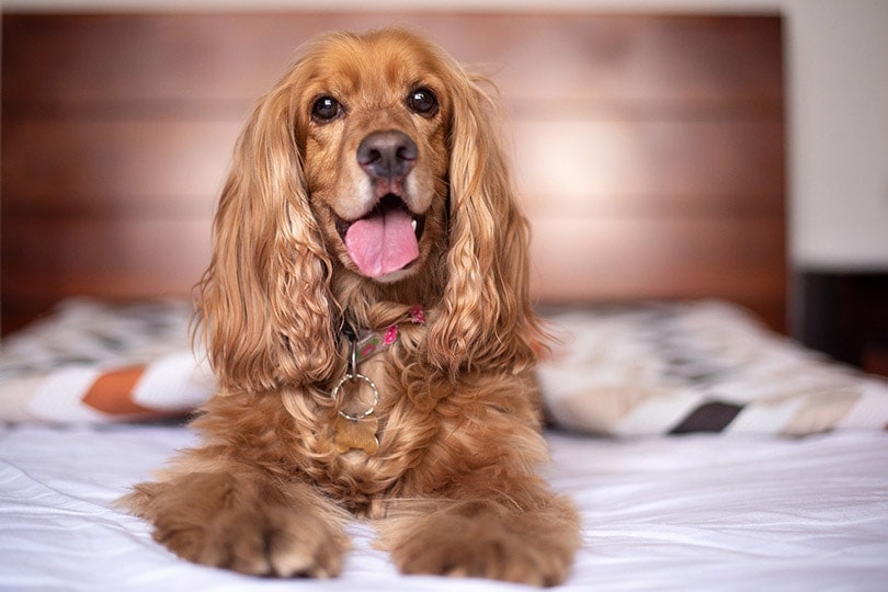 5 Types of Spaniel Dog Breeds & Their Differences (With Info & Pictures)