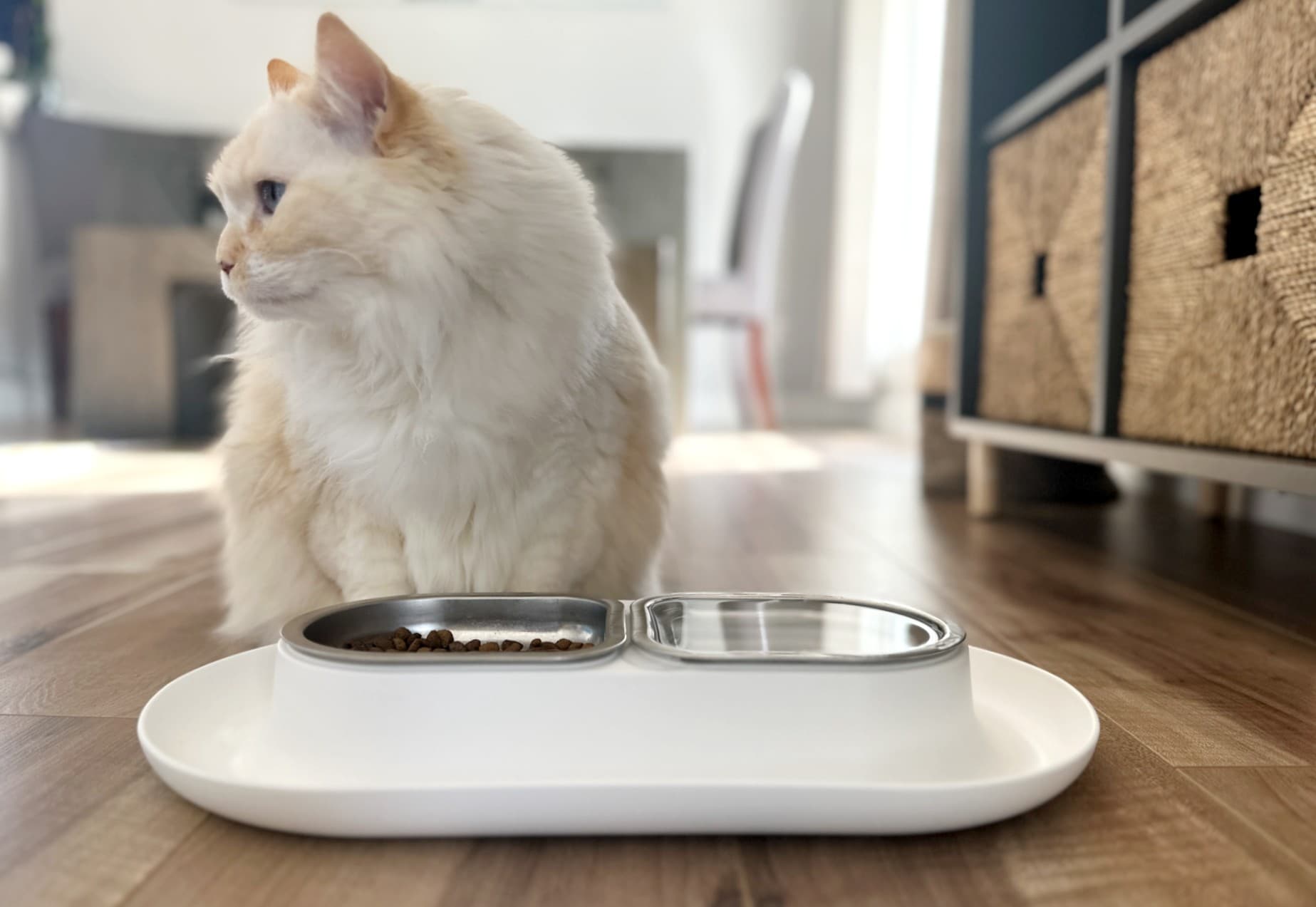 9 Best Cat Food Bowls: 2026 Reviews & Top Picks