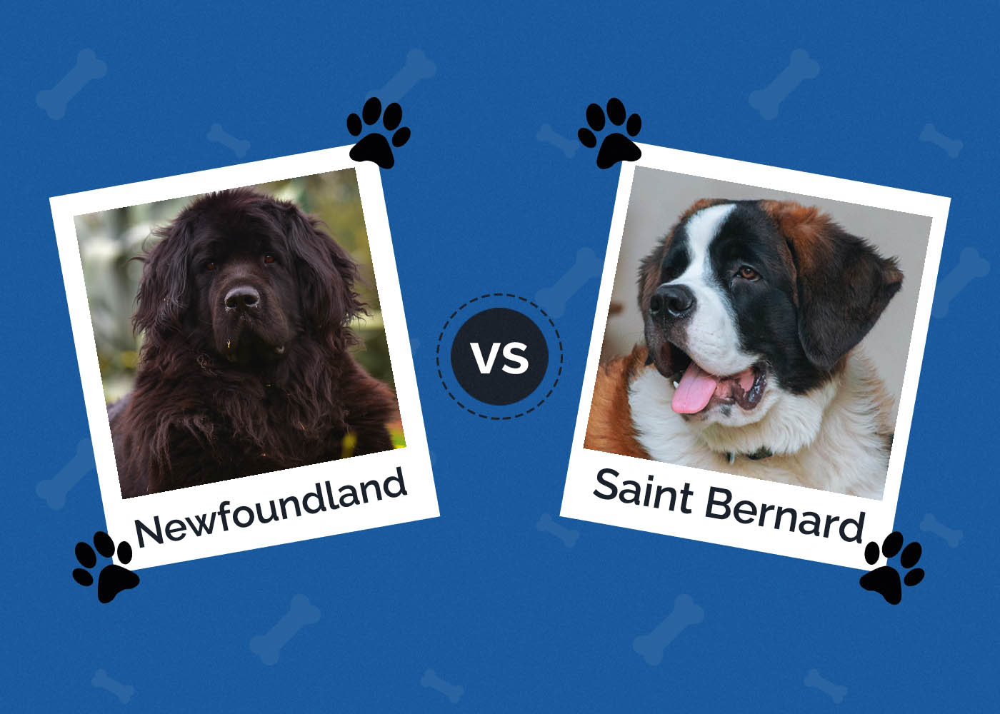 Newfoundland vs Saint Bernard: What's the Difference? (With Pictures)