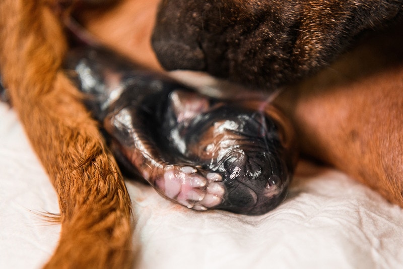 Retained Placenta in Dogs: Vet Explained Signs, Causes & Care
