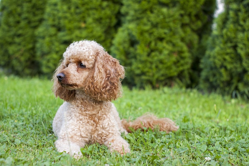 How Long Do Poodles Live? Average Lifespan Data & Care Guide
