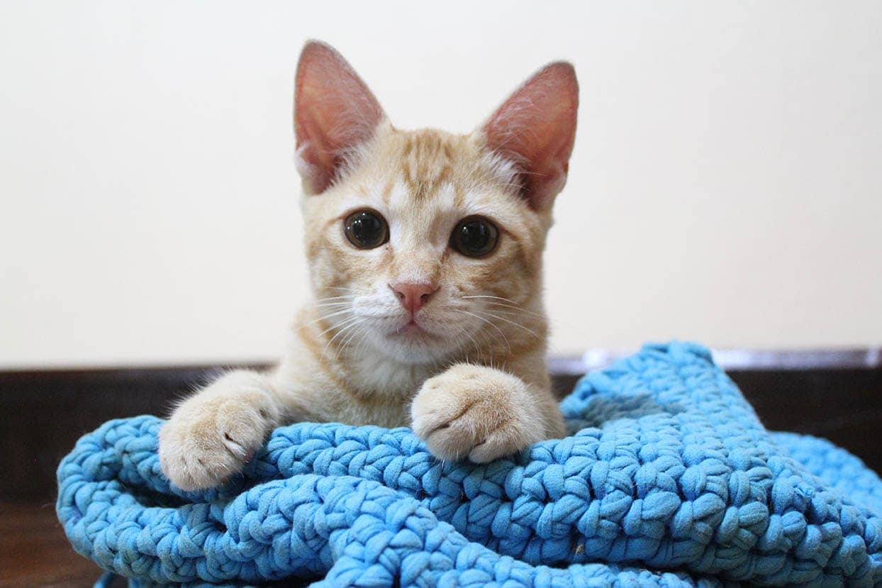 18 Free Crochet Cat Bed Patterns (With Pictures)