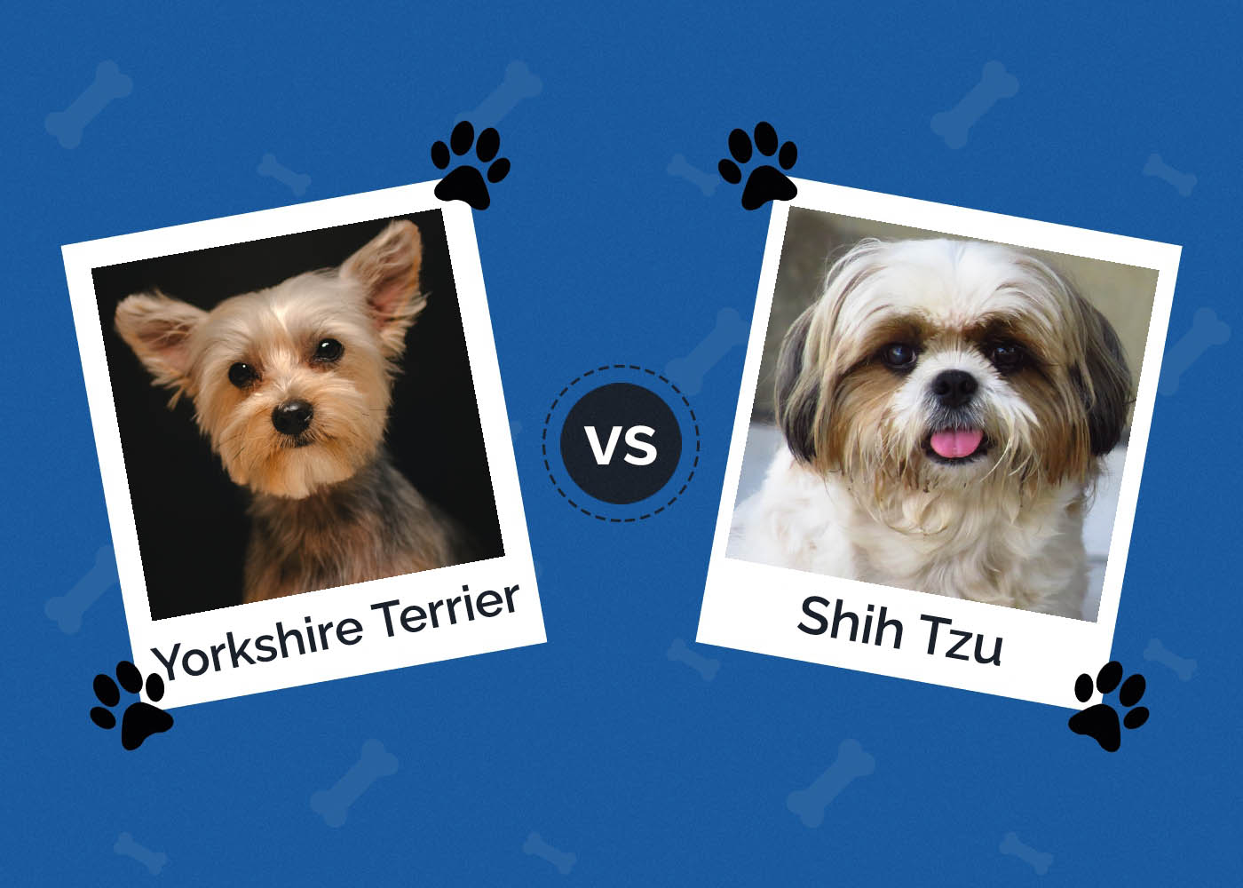 Yorkie vs. Shih Tzu: Which Dog is Right for You? (With Pictures)