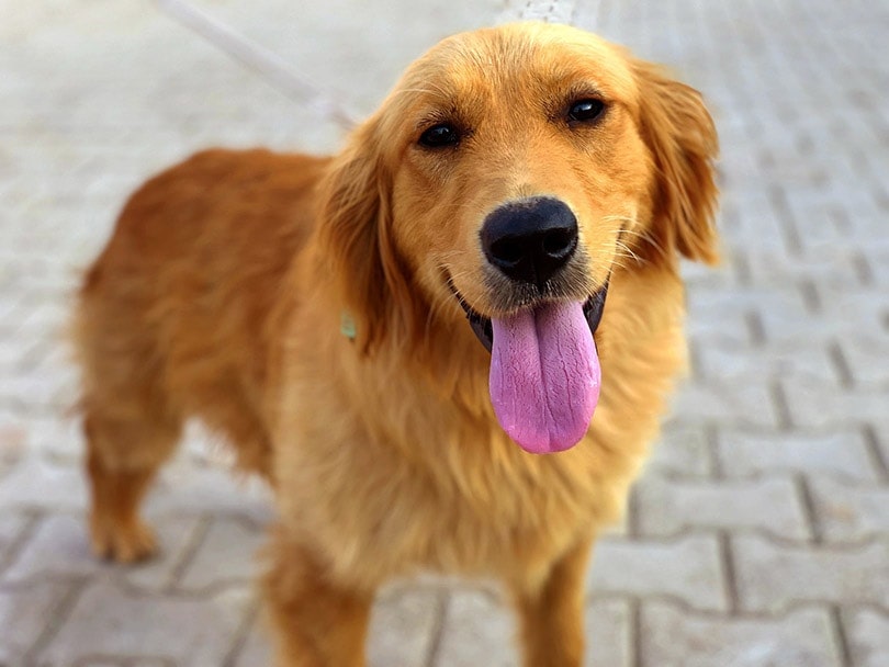 10 Most Popular Pets in India (Updated in 2026)