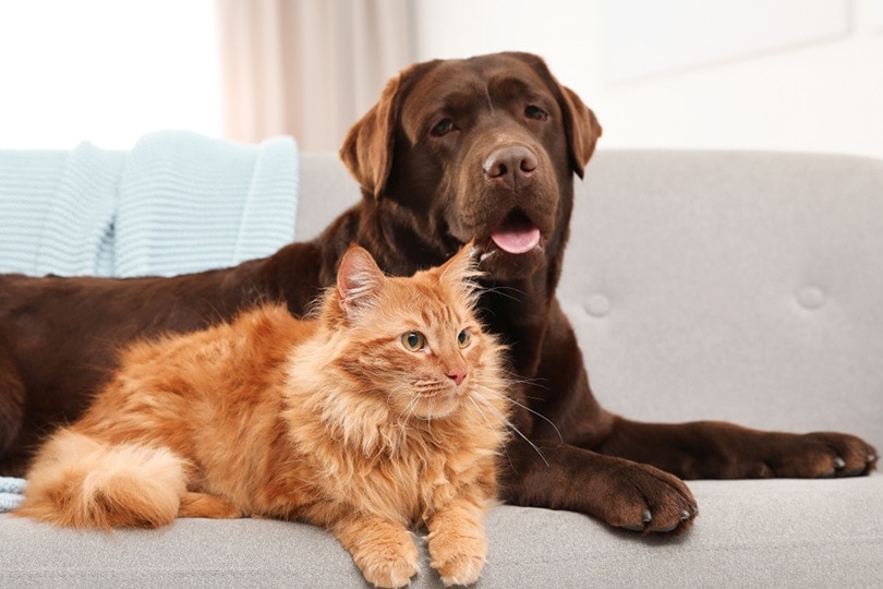 Do Cats Age Like Dogs? Vet-Approved Explanation