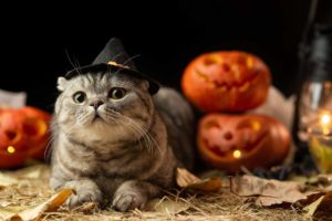 10 Best Halloween Costumes for Cats - 2026 Reviews & Top Picks