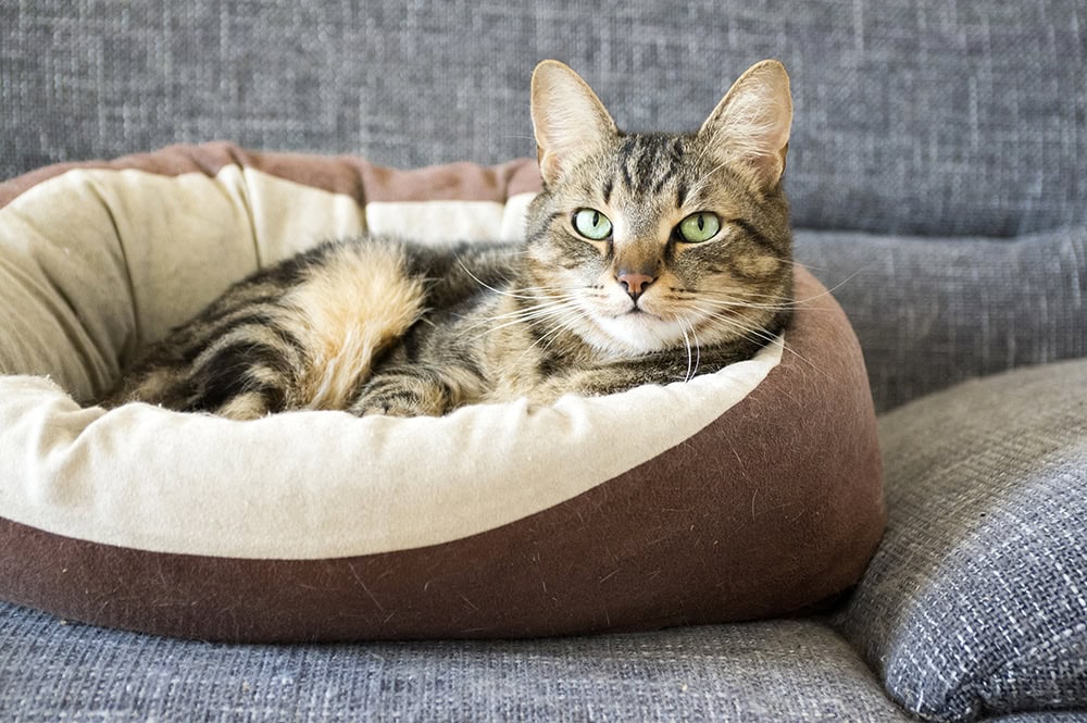 10 Best Orthopedic Cat Beds - 2026 Reviews & Top Picks