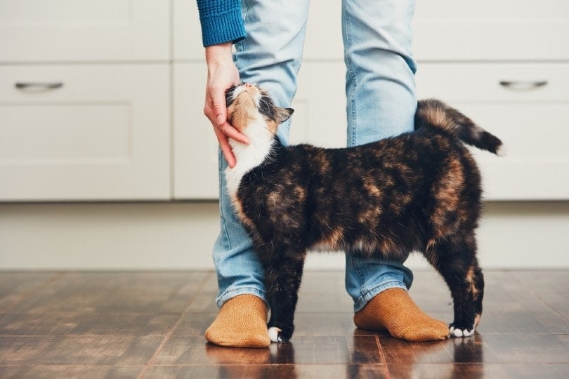 What Is My Cat Trying to Tell Me? 6 Common Things They Communicate