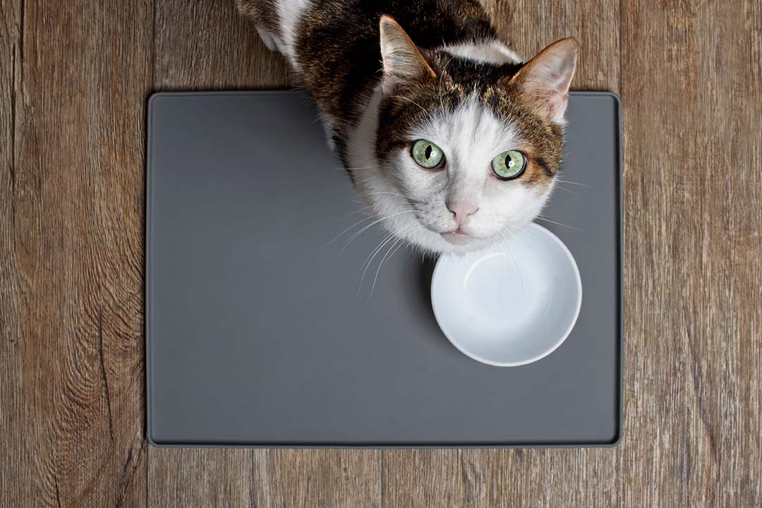 14 Harmful Foods Your Cat Should Never Eat