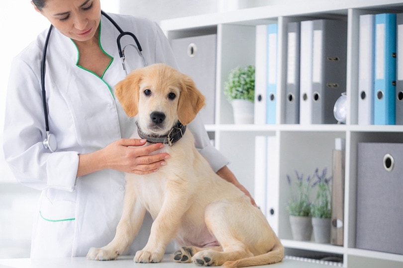 How Much Does Dog Allergy Testing Cost? 2026 Pricing Guide