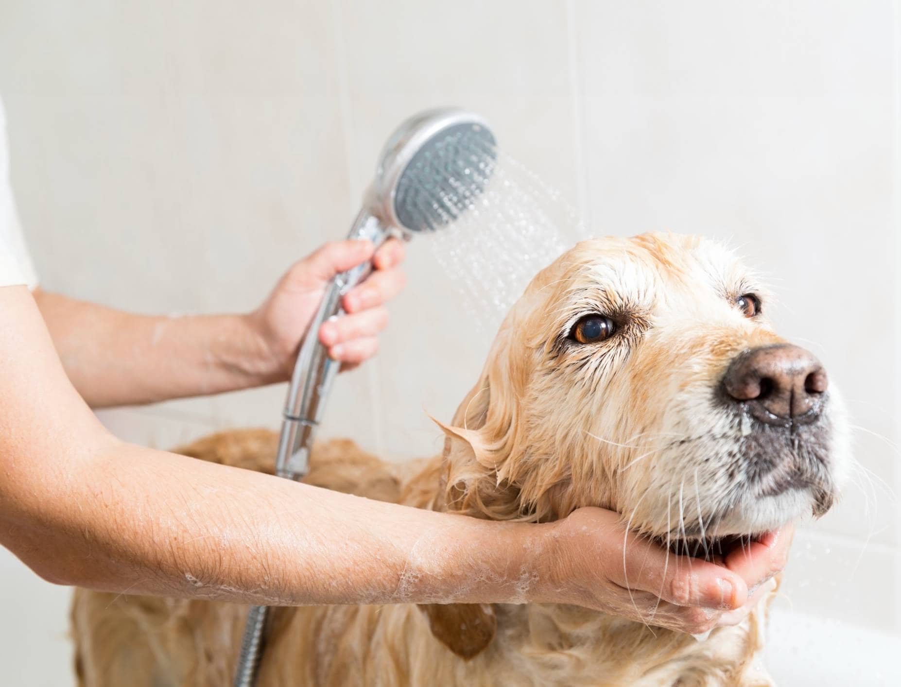 11 Best Smelling Dog Shampoos That Last – 2026 Reviews & Top Picks