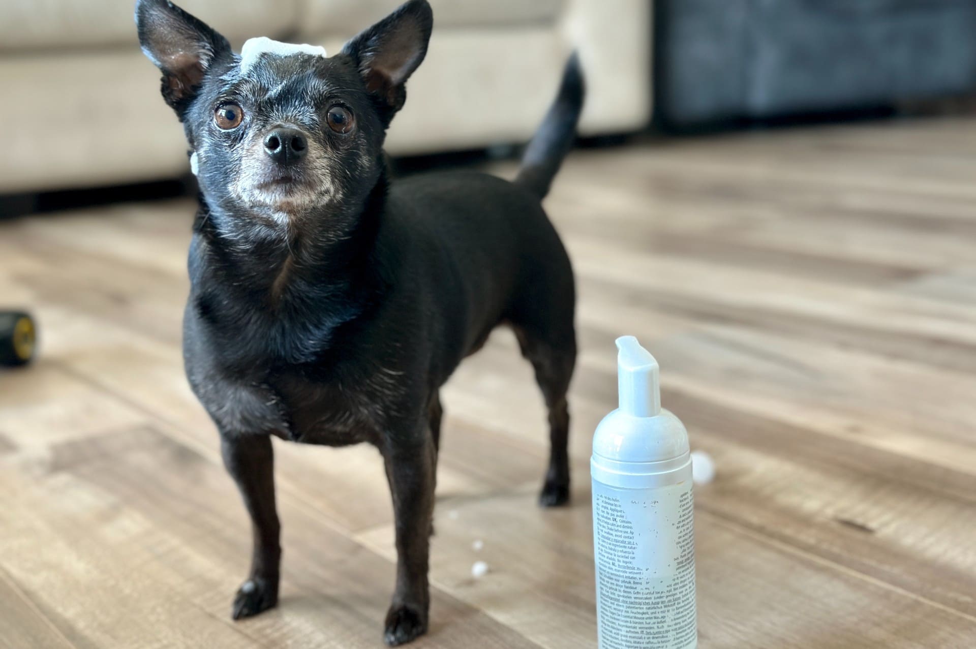 11 Best Dry Dog Shampoos of 2026 - Reviews & Top Picks