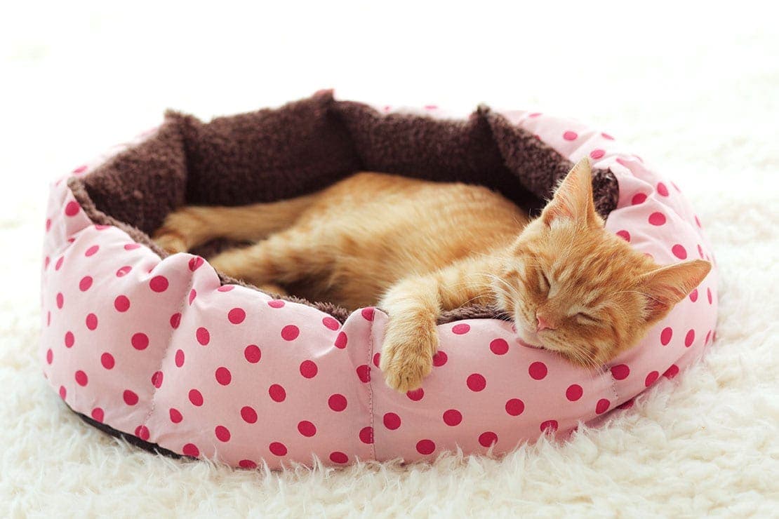 How to Wash a Cat Bed: 8 Effective Cleaning Methods