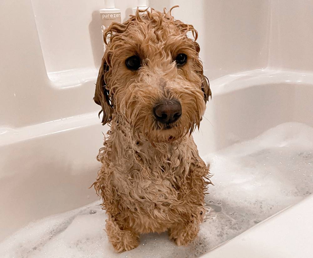 7 Best Dog Shampoos for Goldendoodles in 2026 - Reviews & Top Picks
