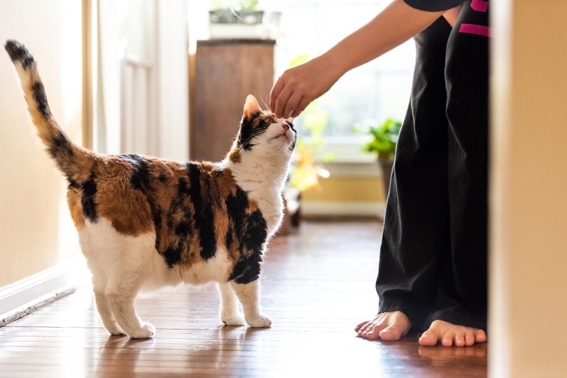 10 Best Lickable Cat Treats – 2026 Reviews & Top Picks