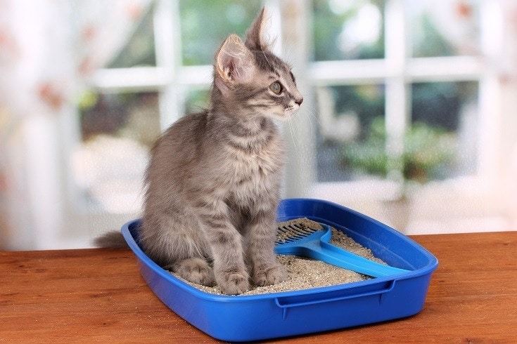 Can Sand Be Used for Cat Litter? Advantages & Disadvantages