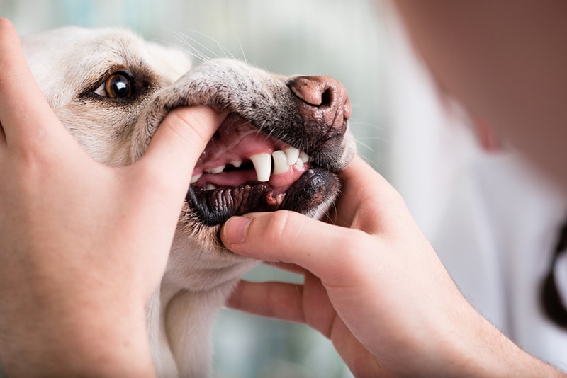Malocclusions in Dogs (Teeth Misalignment): Vet Explained Causes, Signs & Care