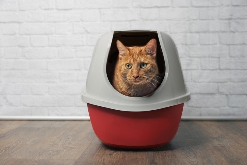 Best (and Worst) Spots to Put a Cat Litter Box - Our Complete Guide