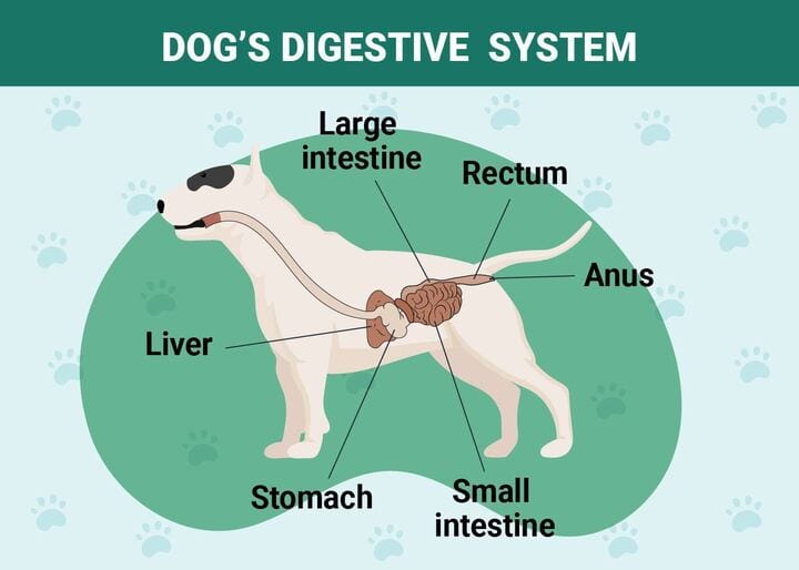Dog's Digestive System