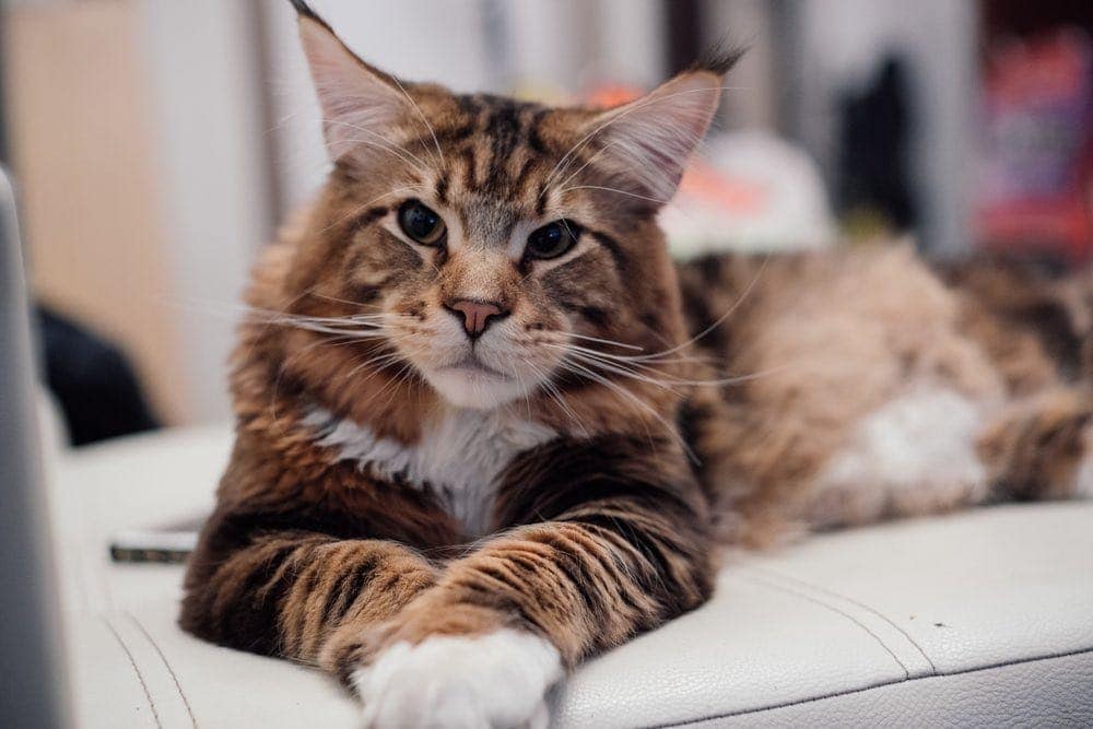 How To Tell If Your Cat Is a Maine Coon: 6 Effective Tips