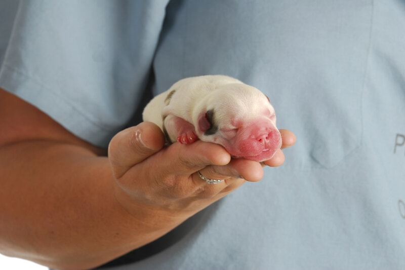 Cesarean Sections in Dogs (Vet Answer): Facts, Photos & FAQ