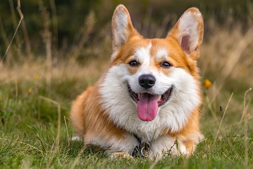 Do Corgis Make Good Pets for First-Time Owners? Facts & Considerations
