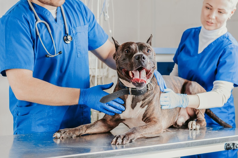 How to Treat Pit Bull Skin Problems: 7 Vet-Approved Ways