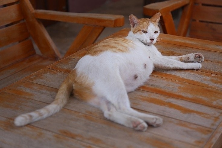 How Old Do Cats Have To Be To Get Pregnant? Vet-Reviewed Facts & FAQs