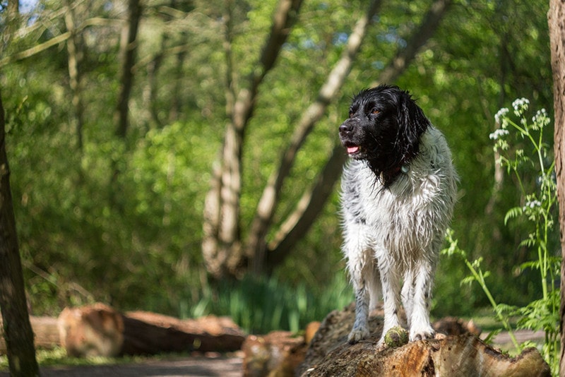 12 Dutch Dog Breeds: Info, Pictures, Facts & History