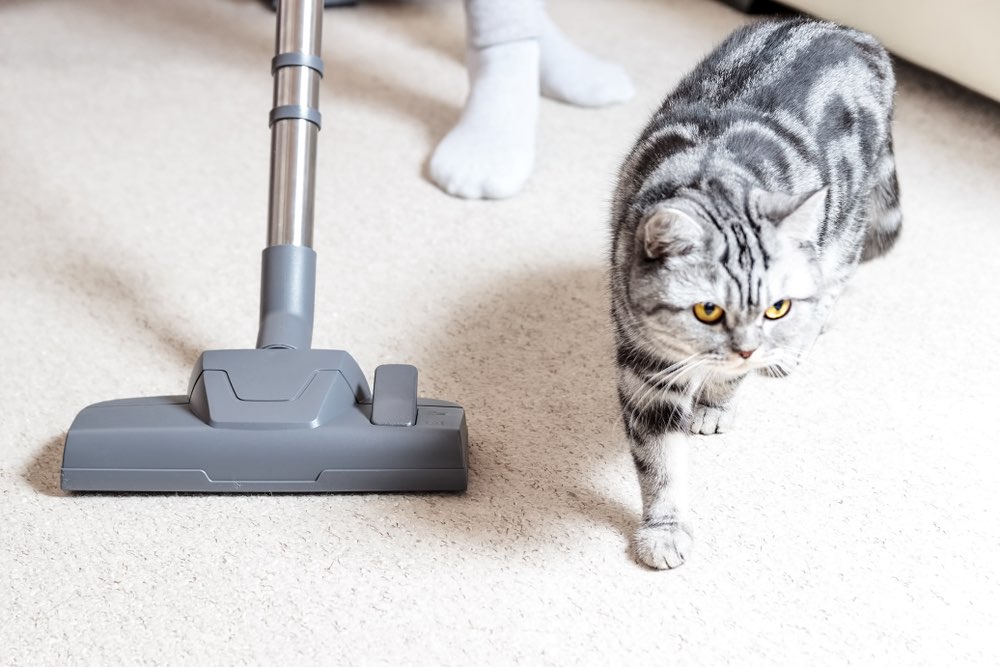 7 Best Handheld Vacuums for Cat Hair - 2026 Reviews & Top Picks