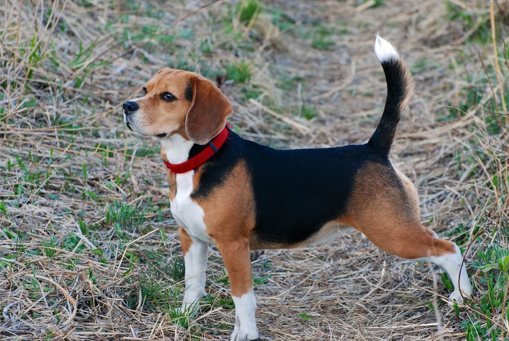 7 Dogs That Are Similar to Beagles: With Pictures & Info