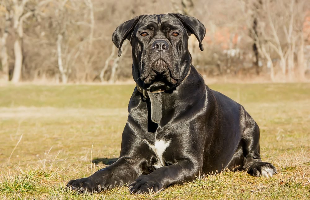 9 Best Dog Foods for Cane Corsos - 2026 Reviews & Top Picks