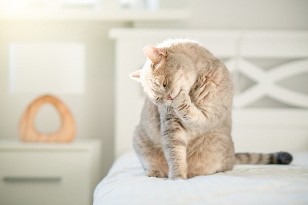 Why Is My Cat Eating Litter and How to Stop It? Vet-Verified Reasons & Tips