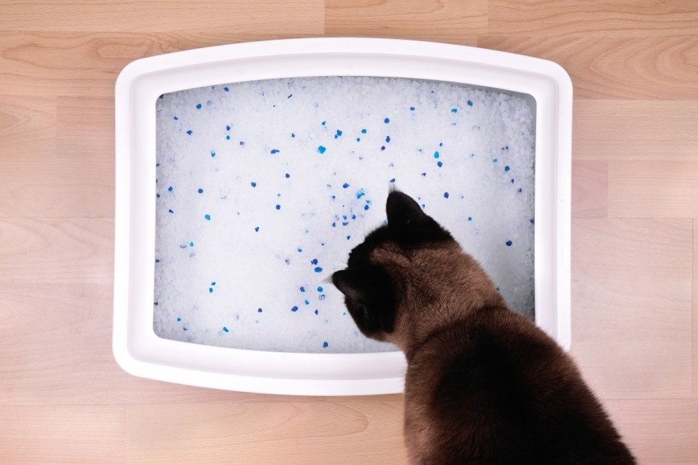 Is My Cat Allergic to Their Litter? Signs, Causes & Solutions