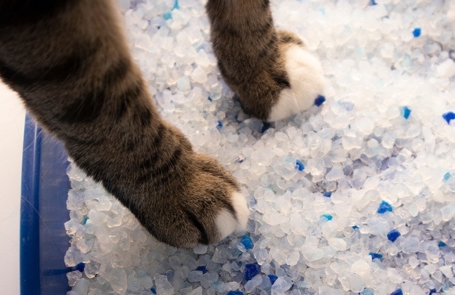 5 Best Cat Litter Crystals - 2026 Reviews & Top Picks