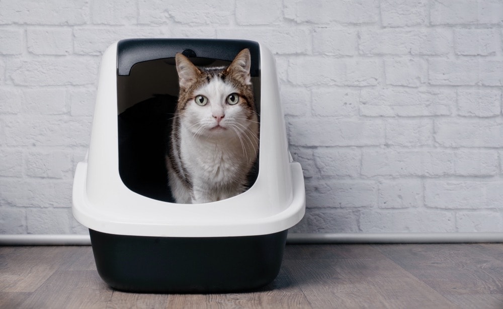 How to Hide a Litter Box: 19 Clever Ways (With Pictures)