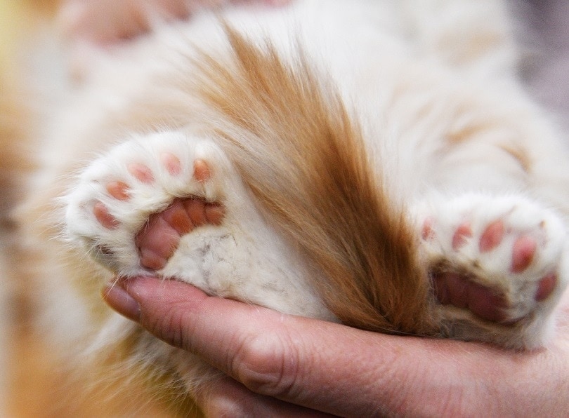 Are Polydactyl Cats Inbred? Everything You Need to Know