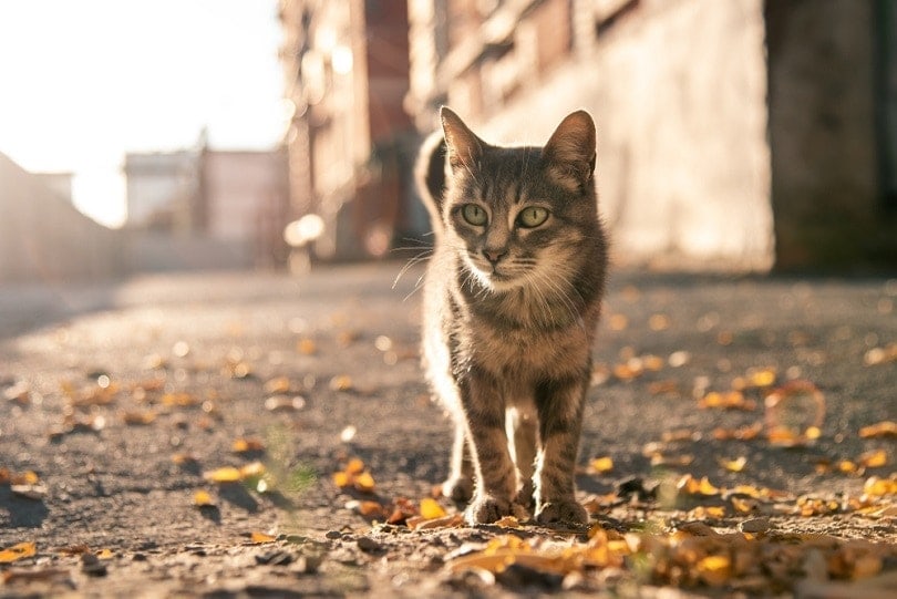 Does a Feral Cat Purr? Feline Habits & Behavior