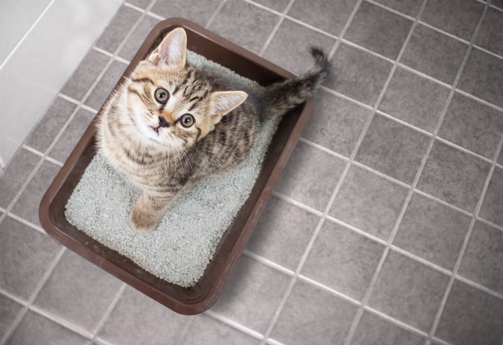 7 Best Cat Litters for Odor Control - 2026 Reviews & Guide