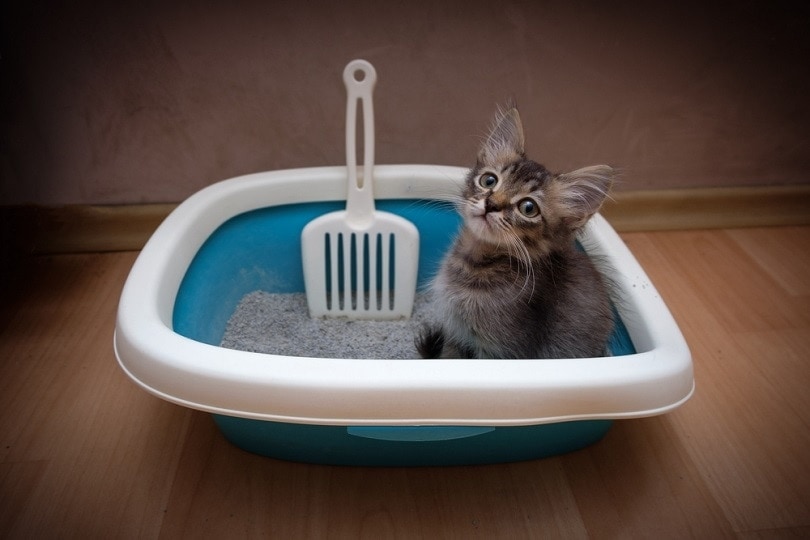 Why Won’t My Kitten Poop? 6 Vet Reviewed Reasons & Solutions