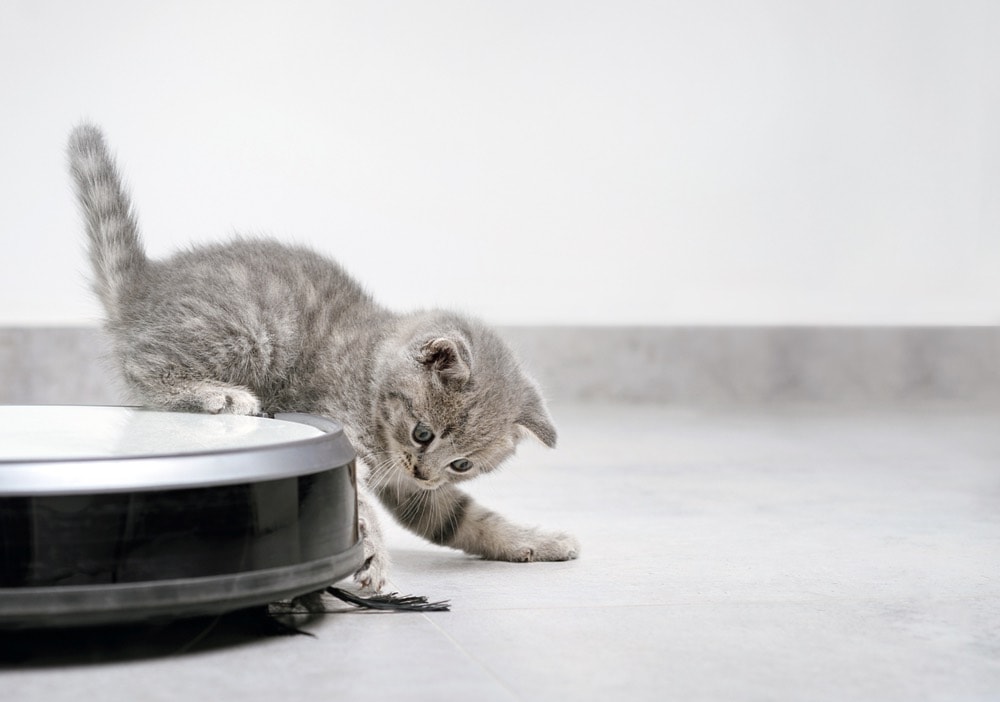 How Can Artificial Intelligence Help Dogs, Cats & Other Pets? Interesting Facts
