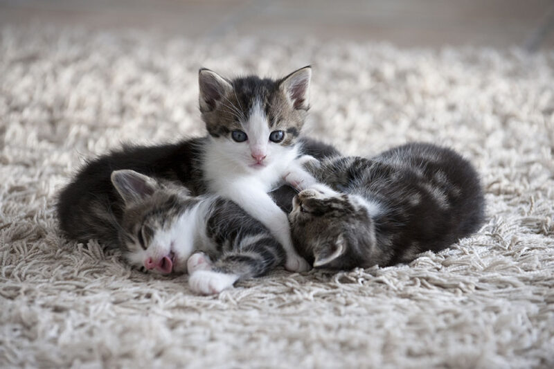 Can You Touch Newborn Kittens? Vet-Approved Care Facts