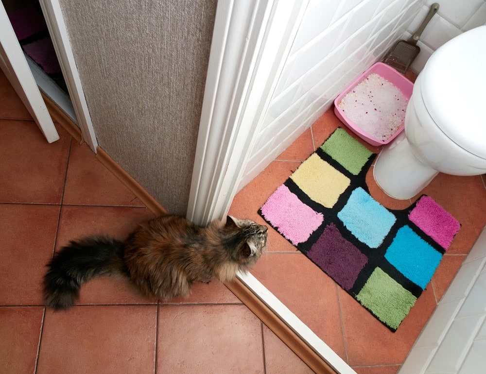 How To Clean A Litter Box In An Apartment: Vet Approved Advice