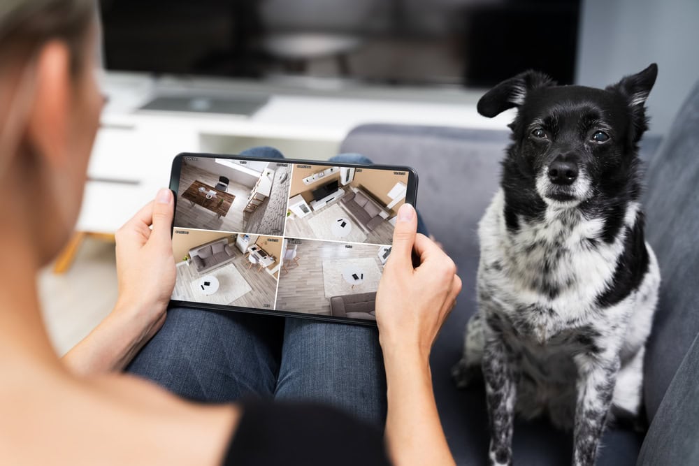 9 Best Pet Cameras in 2026: Reviews & Top Picks