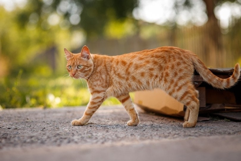 Domestic Shorthair Cat: Breed Guide, Pictures, Temperament & Traits
